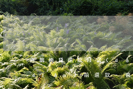 喜鵲快貸還款日當(dāng)天24點(diǎn)前還款-喜鵲快貸還款日當(dāng)天24點(diǎn)前還款可以嗎