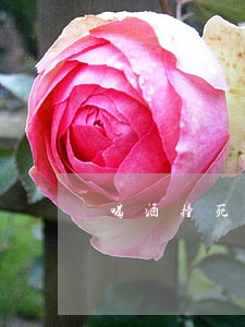 喝酒撞死人可以請律師嗎