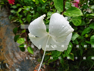 單位上班信用卡逾期(因公司拖欠工資導(dǎo)致信用卡逾期)
