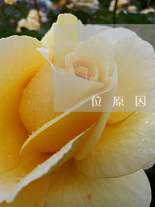 單位原因造成信用卡逾期