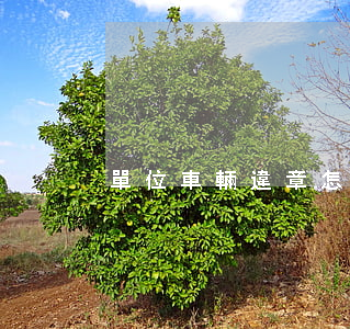 單位車輛違章怎么處理