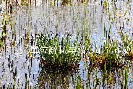 單位辭職申請(qǐng)書(shū)