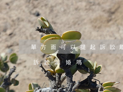 單方面可以提起訴訟離婚嗎(單方面可以提起訴訟離婚嗎)