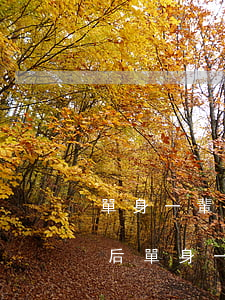 單身一輩子離婚的下場(chǎng)(離婚后單身一輩子)