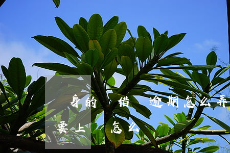 單身的話借唄逾期怎么弄(借唄逾期一個月說要上門怎么辦)