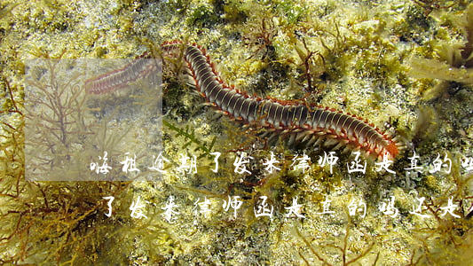 嗨租逾期了发来律师函是真的吗-嗨租逾期了发来律师函是真的吗还是假的