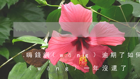 嗨錢網(wǎng)逾期了如何還款(嗨錢網(wǎng)一年沒還了)