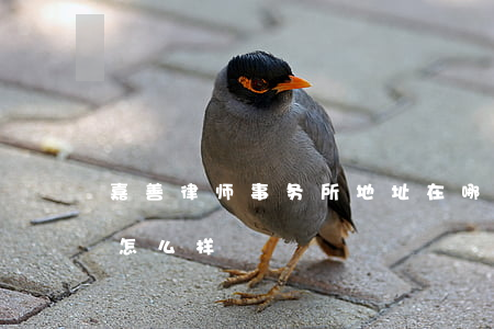 嘉善律师事务所地址在哪里(善嘉律师事务所怎么样)