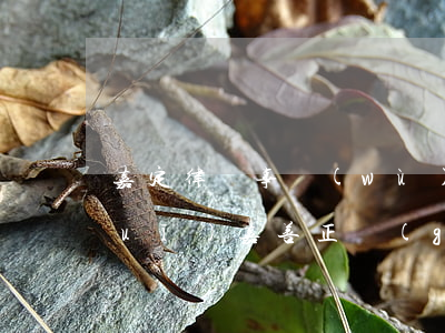 嘉定律師事務(wù)所哪家比較正規(guī)(嘉善正規(guī)的律師事務(wù)所)