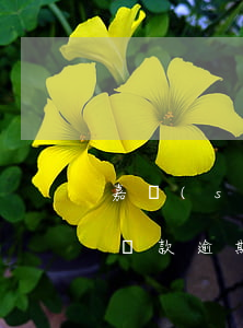 嘉數(shù)貸款逾期-嘉數(shù)貸款逾期4天