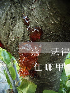 嘉興法律援助中心在哪里(嘉興法律援助中心在哪里)
