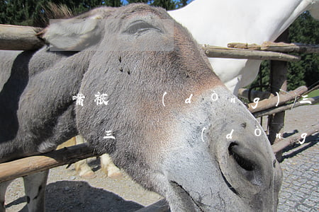 嘴被電動(dòng)三輪車撞歪要賠多少錢(三輪電動(dòng)車撞了人該怎么進(jìn)行賠償)