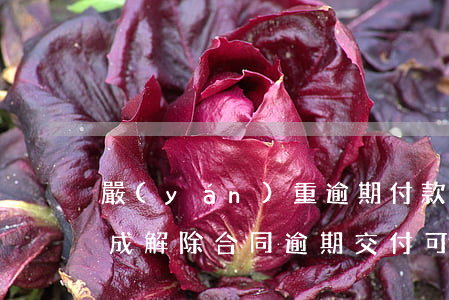 嚴(yán)重逾期付款能否構(gòu)成解除合同(逾期交付可以解除合同嗎)