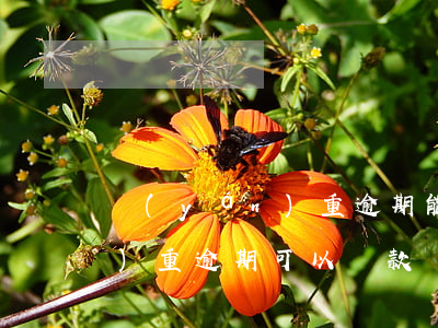 嚴(yán)重逾期能房貸嗎(有嚴(yán)重逾期可以貸款嗎)