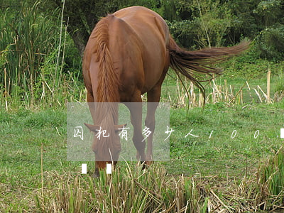 囚犯有多少人(100個(gè)囚犯拉出去槍斃)