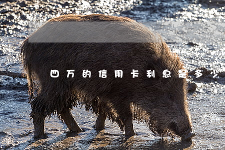 四万的信用卡利息是多少(4万的信用卡)