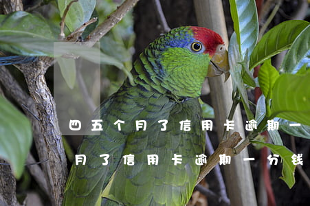 四五个月了信用卡逾期一分钱没还-四五个月了信用卡逾期一分钱没还会怎么样