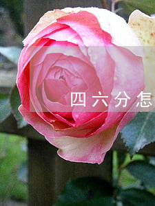 四六分怎么算
