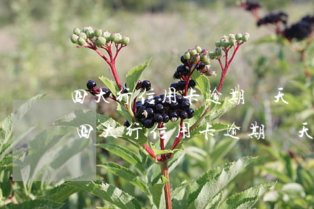 四大行信用卡逾期幾天會(huì)被起訴(四大行信用卡逾期幾天會(huì)被起訴)