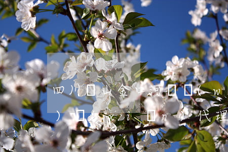 四川樂山金口河債務(wù)風(fēng)險(xiǎn)代理律師-四川樂山金口河兇殺案