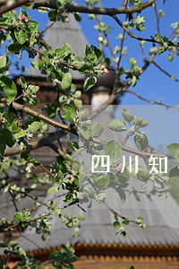 四川知名律師