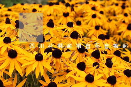 四川花唄逾期會不會被起訴