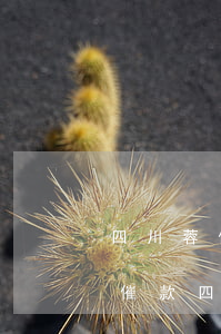四川蓉信律師事務(wù)所發(fā)的催款(四川蓉信律師事務(wù)所是不是真的)
