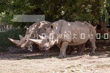 四川資陽法院欠銀行網貸案(四川資陽網貸公司)