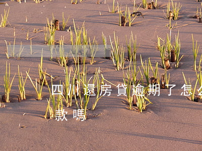 四川還房貸逾期了怎么辦(房貸逾期了還能貸款嗎)