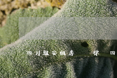 四川雅安租房糾紛律師(四川雅安租房糾紛律師)