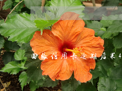 四张信用卡逾期后果(4张信用卡逾期)