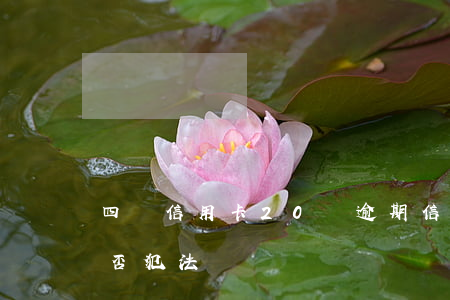 四張信用卡20萬逾期(信用卡逾期二十萬是否犯法)