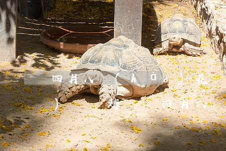 四月八號(hào)花唄還款八號(hào)還趕趟嗎-四月八號(hào)花唄還款八號(hào)還趕趟嗎是真的嗎