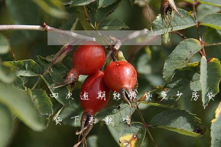 四次逾期能够贷多少房贷(两年内逾期四次能贷下来款吗)