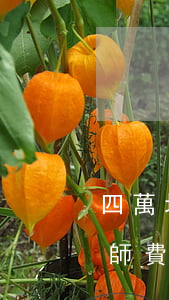 四萬塊錢律師費(fèi)是多少(4萬元律師費(fèi)用收取標(biāo)準(zhǔn))