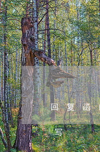回复函的回复函怎么写(回复函的回复函怎么写)