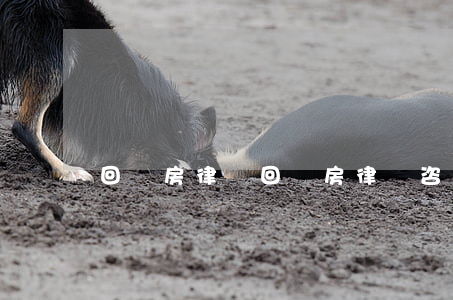 回遷房律師(回遷房律師咨詢深圳)