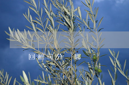 回避可分為哪幾種