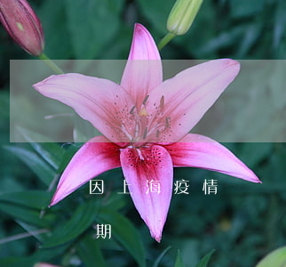 因上海疫情網貸逾期怎么辦(因為疫情網貸逾期)