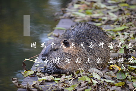 因为个人原因各种逾期怎么应对(因为个人原因各种逾期怎么应对家人)