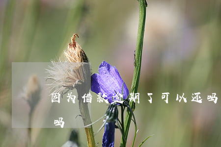 因为借款逾期了可以还吗(还款逾期可以贷款吗)