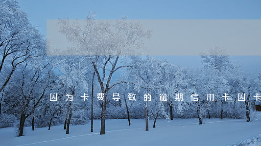 因为卡费导致的逾期（信用卡因卡费逾期）