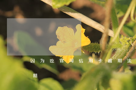 因为吃官司信用卡逾期(法院如何判信用卡逾期)