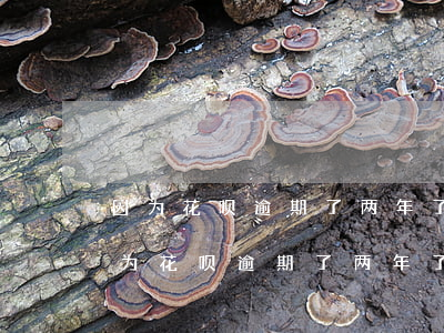 因为花呗逾期了两年了什么时候可以用-因为花呗逾期了两年了什么时候可以用了