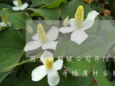 因为逾期被公司开除有什么补偿-因为逾期被公司开除有什么补偿吗