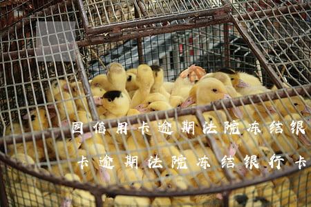 因信用卡逾期法院冻结银行卡多久-因信用卡逾期法院冻结银行卡多久解冻