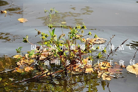 因信用卡逾期法院凍結(jié)銀行卡多久(逾期多久銀行卡會被凍結(jié))
