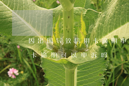 因出国导致信用卡逾期申诉(因拘留导致信用卡逾期可以申诉吗)