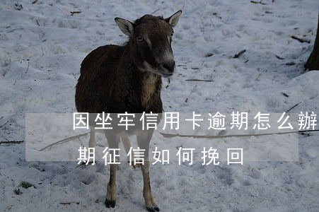 因坐牢信用卡逾期怎么辦呢(因坐牢信用卡逾期征信如何挽回)