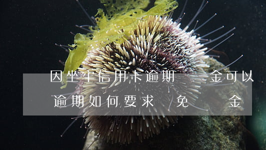 因坐牢信用卡逾期違約金可以減免嗎（信用卡逾期如何要求減免違約金）